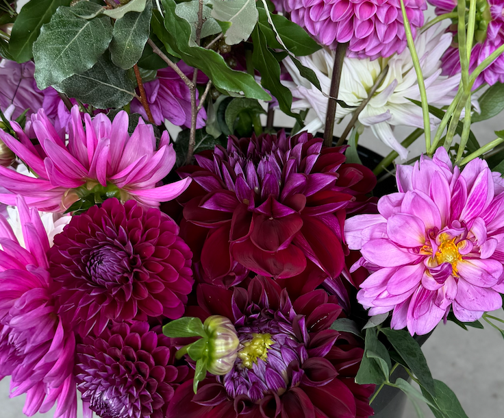 2025 Two Pony Gardens Dahlia LITTLE BUCKET Subscription (6 weeks)