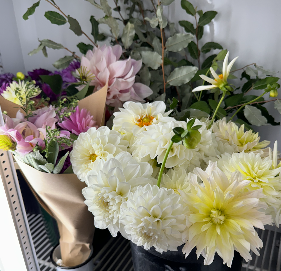 2025 Two Pony Gardens Dahlia LITTLE BUCKET Subscription (6 weeks)