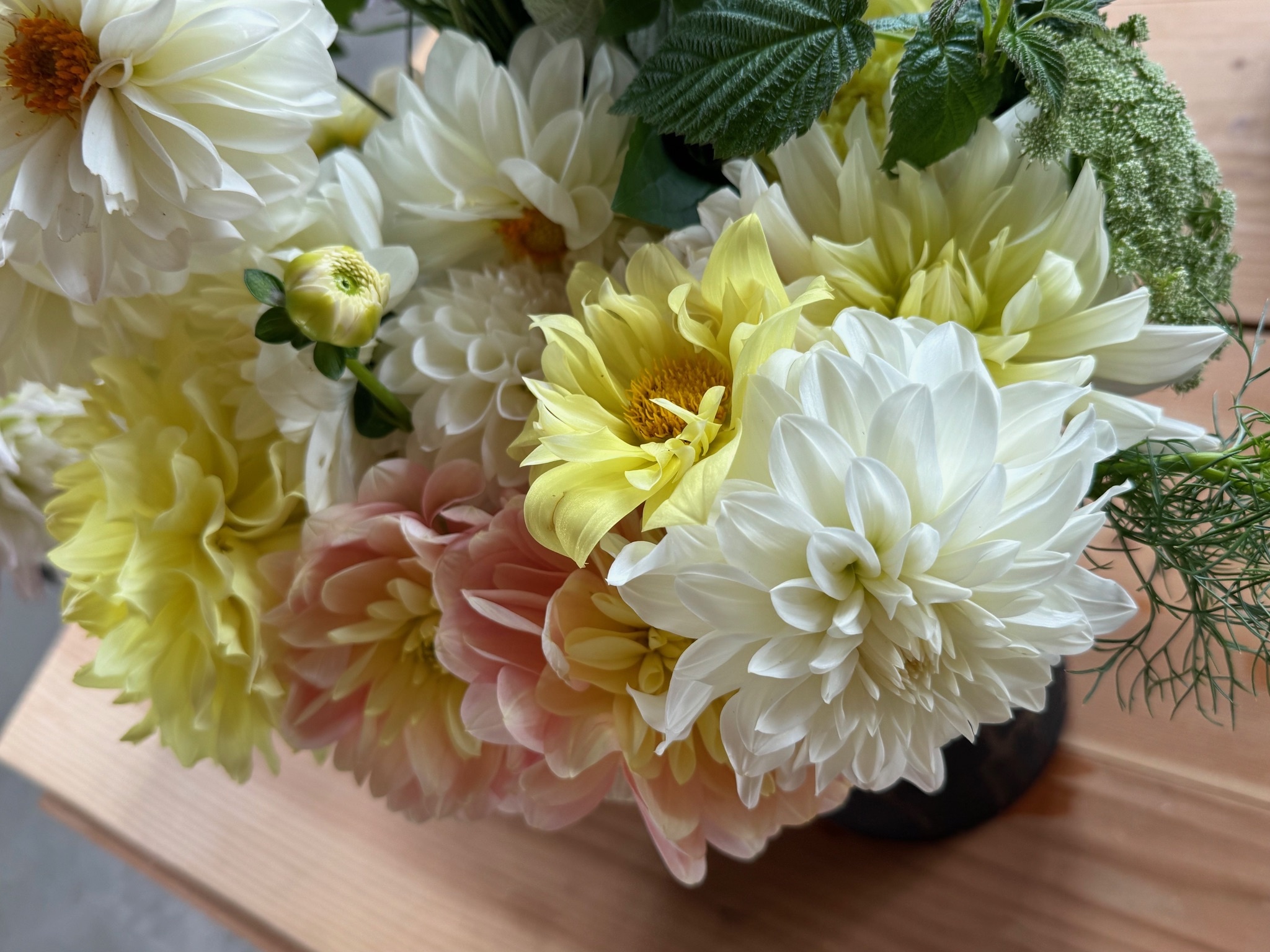 Dahlia Share
