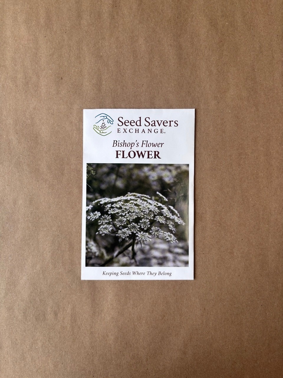 Seed Savers Exchange Seedsavers Seed Pack - Flower, Bishop's Flower - Pack Of 40