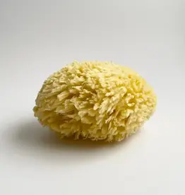 Large Natural Bath Sea Sponge