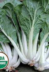 Seed Savers Exchange Seed Savers - Asian Green, Prize Choy (organic)- Pack of 200 Seeds