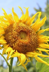 Seed Savers Exchange Seed Savers - Sunflower, Rostov (organic)- Pack of 50 Seeds