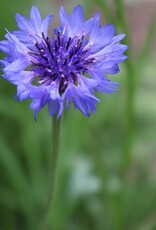 Seed Savers Exchange Seed Savers - Flower, Blue Boy Bachelor’s Buttons- Pack of 500 Seeds