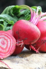 Seed Savers Exchange Seed Savers - Beet, Chioggia (organic)- Pack of 25 Seeds