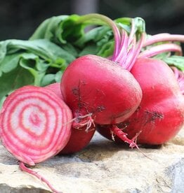 Seed Savers Exchange Seed Savers - Beet, Chioggia (organic)- Pack of 25 Seeds