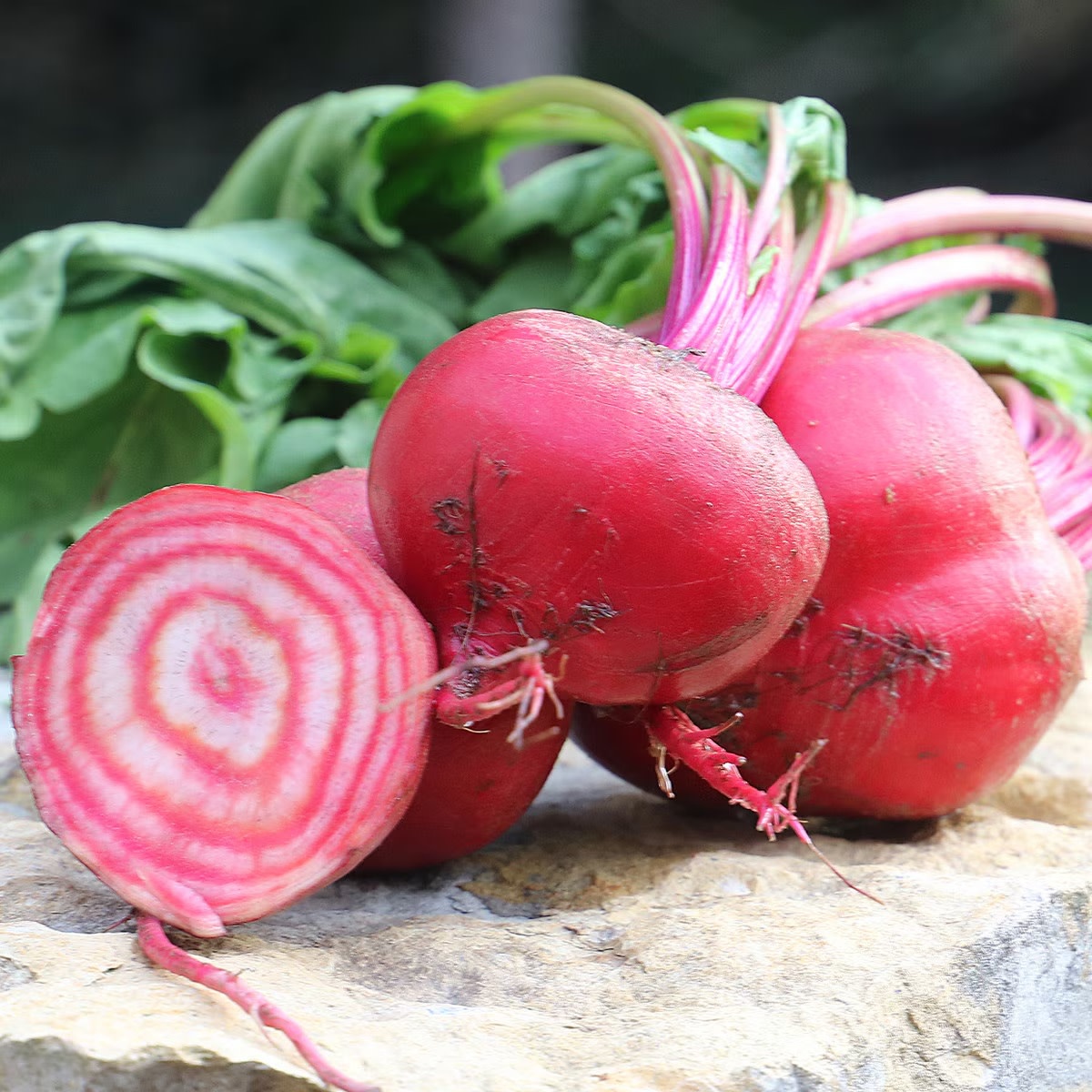 Seed Savers Exchange Seed Savers - Beet, Chioggia (organic)- Pack of 25 Seeds