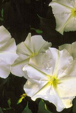 Seed Savers Exchange Seed Savers - Flower, Moonflower- Pack of 25 Seeds