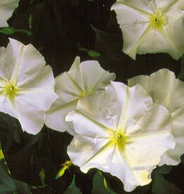 Seed Savers Exchange Seed Savers - Flower, Moonflower- Pack of 25 Seeds