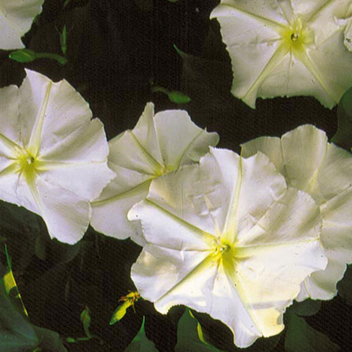 Seed Savers Exchange Seed Savers - Flower, Moonflower- Pack of 25 Seeds
