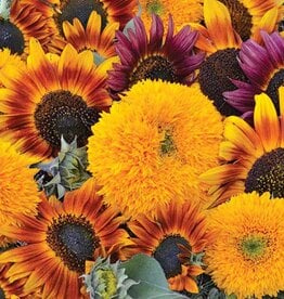 Seed Savers Exchange Seed Savers - Sunflower, Sunflower Mixture- Pack of 100 Seeds