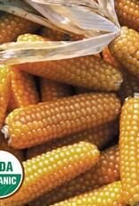 Seed Savers Exchange Seed Savers - Corn, Tom Thumb Popcorn (organic)- Pack of 50 Seeds