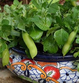 Seed Savers Exchange Seed Savers - Pea, Tom Thumb- Pack of 100 Seeds