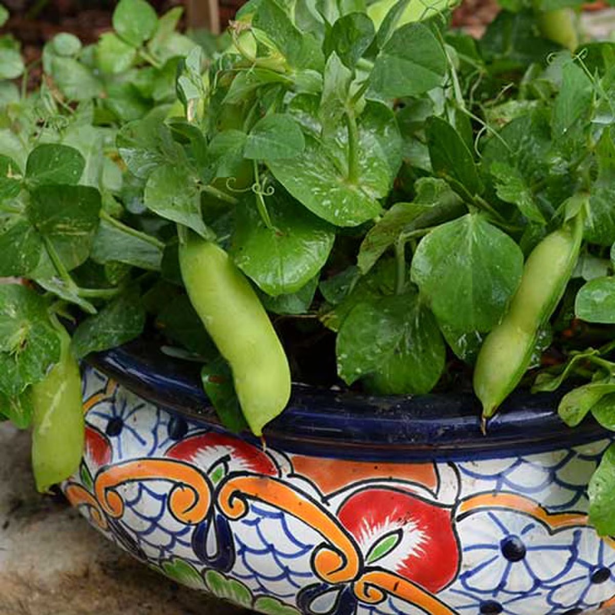 Seed Savers Exchange Seed Savers - Pea, Tom Thumb- Pack of 100 Seeds