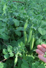 Seed Savers Exchange Seed Savers - Pea, Tom Thumb- Pack of 100 Seeds