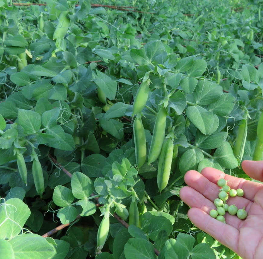 Seed Savers Exchange Seed Savers - Pea, Tom Thumb- Pack of 100 Seeds