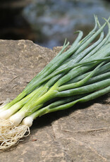 Seed Savers Exchange Seed Savers - Onion, Heshiko Bunching- Pack of 150 Seeds