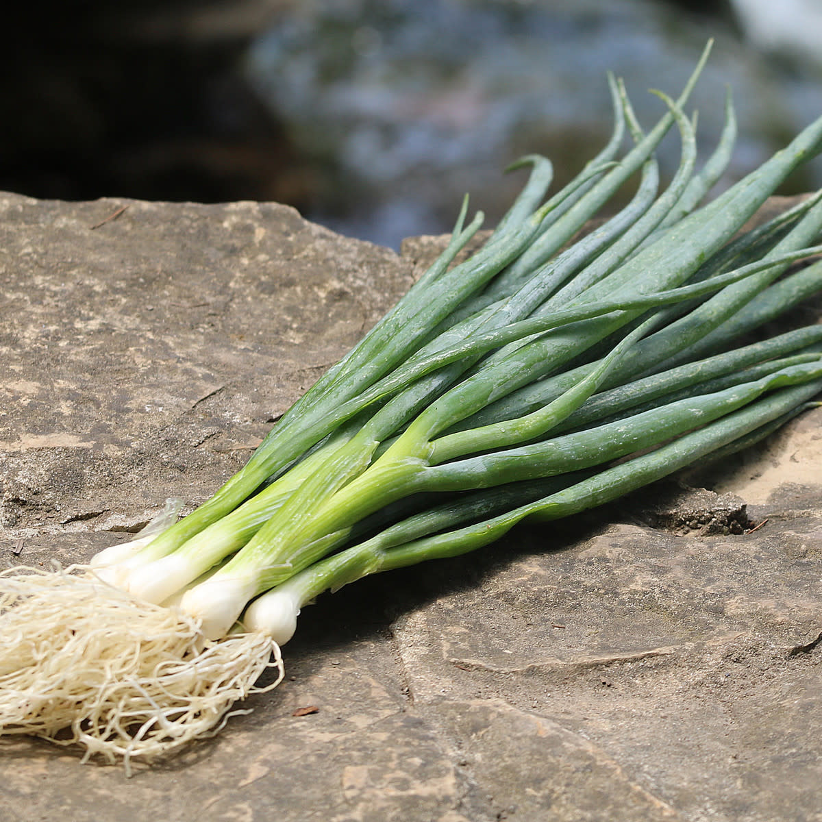 Seed Savers Exchange Seed Savers - Onion, Heshiko Bunching- Pack of 150 Seeds