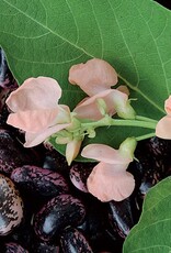 Seed Savers Exchange Seed Savers - Runner Bean, Sunset- Pack of 150 Seeds