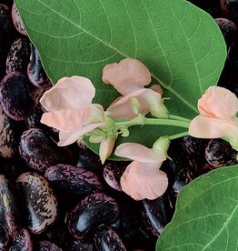 Seed Savers Exchange Seed Savers - Runner Bean, Sunset- Pack of 150 Seeds