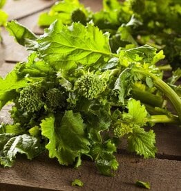 Seed Savers Exchange Seed Savers - Broccoli Raab, Spring Rapini (organic)- Pack of 100 Seeds