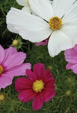 Seed Savers Exchange Seed Savers - Flower, Sensation Cosmos Mixture- Pack of 200 Seeds