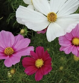 Seed Savers Exchange Seed Savers - Flower, Sensation Cosmos Mixture- Pack of 200 Seeds