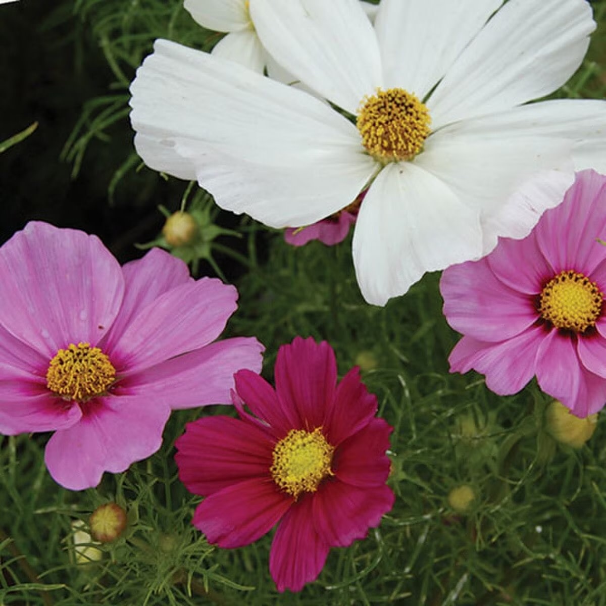 Seed Savers Exchange Seed Savers - Flower, Sensation Cosmos Mixture- Pack of 200 Seeds