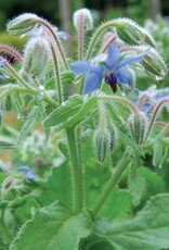 Seed Savers Exchange Seed Savers - Herb, Borage- Pack of 150 Seeds