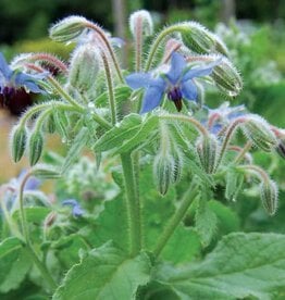 Seed Savers Exchange Seed Savers - Herb, Borage- Pack of 150 Seeds
