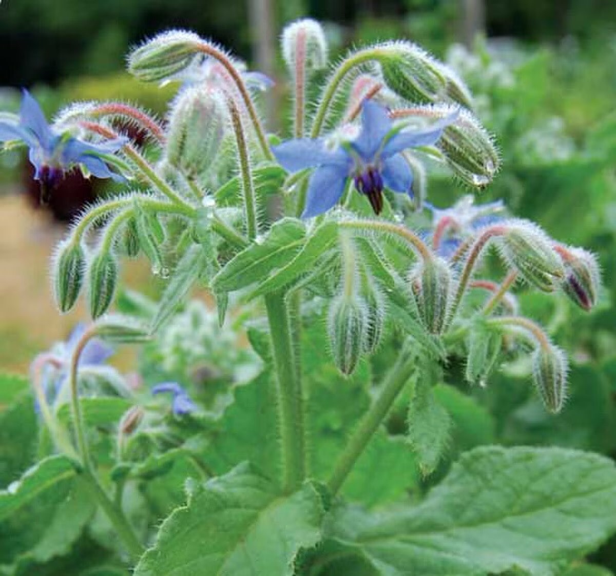Seed Savers Exchange Seed Savers - Herb, Borage- Pack of 150 Seeds