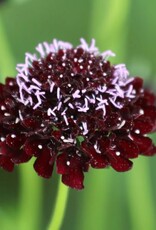Seed Savers Exchange Seed Savers - Flower, Black Knight Pincushion- Pack of 75 Seeds