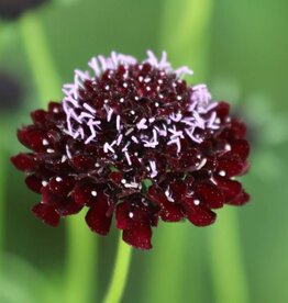 Seed Savers Exchange Seed Savers - Flower, Black Knight Pincushion- Pack of 75 Seeds