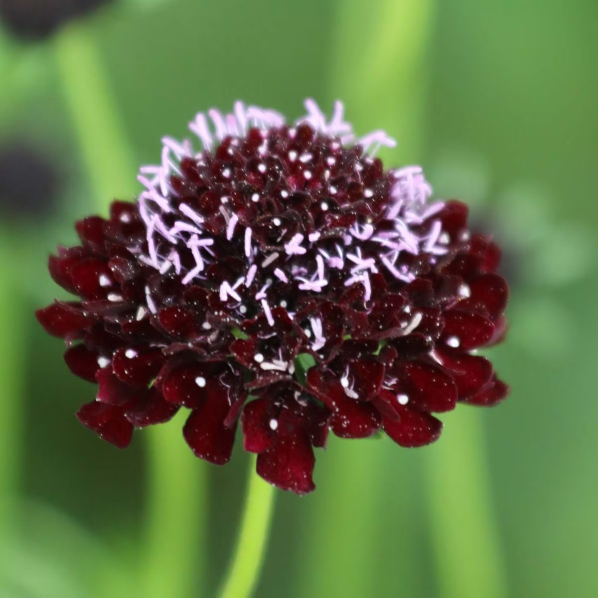 Seed Savers Exchange Seed Savers - Flower, Black Knight Pincushion- Pack of 75 Seeds