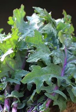 Seed Savers Exchange Seed Savers - Kale, Greenpeace (organic)- Pack of 200 Seeds