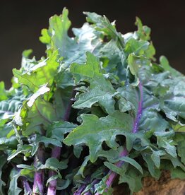 Seed Savers Exchange Seed Savers - Kale, Greenpeace (organic)- Pack of 200 Seeds