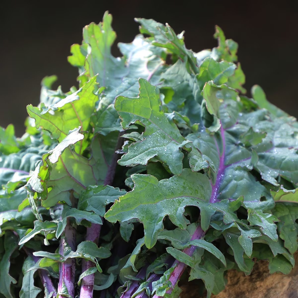 Seed Savers Exchange Seed Savers - Kale, Greenpeace (organic)- Pack of 200 Seeds