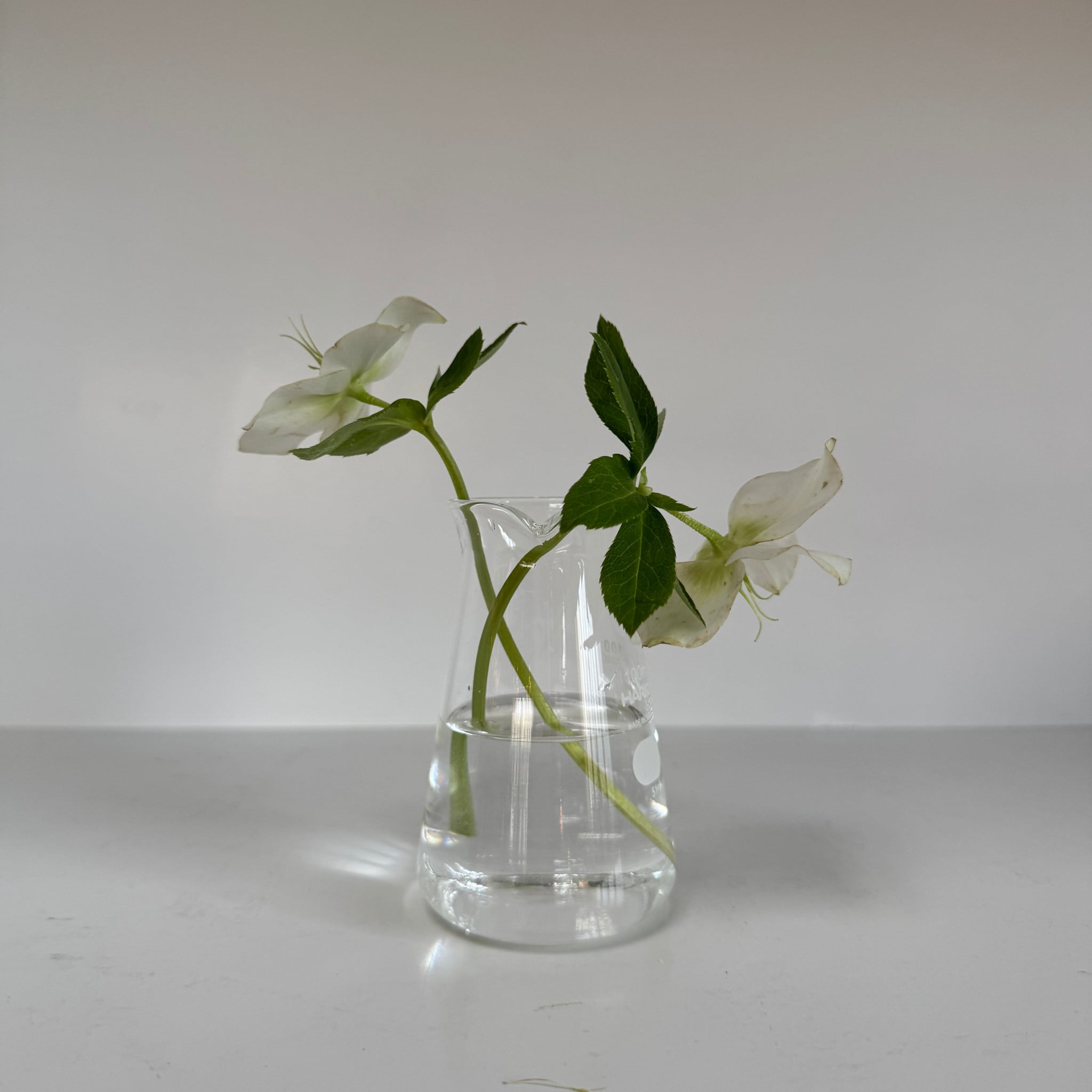 Hario Conical Glass Beaker Pitcher or Vase - 100ml
