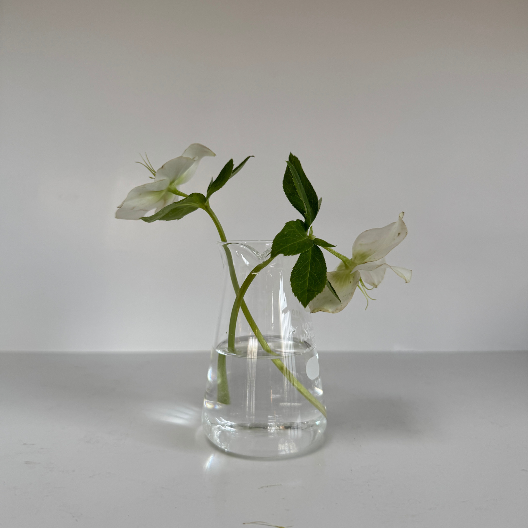 Hario Conical Glass Beaker Vase - 100ml