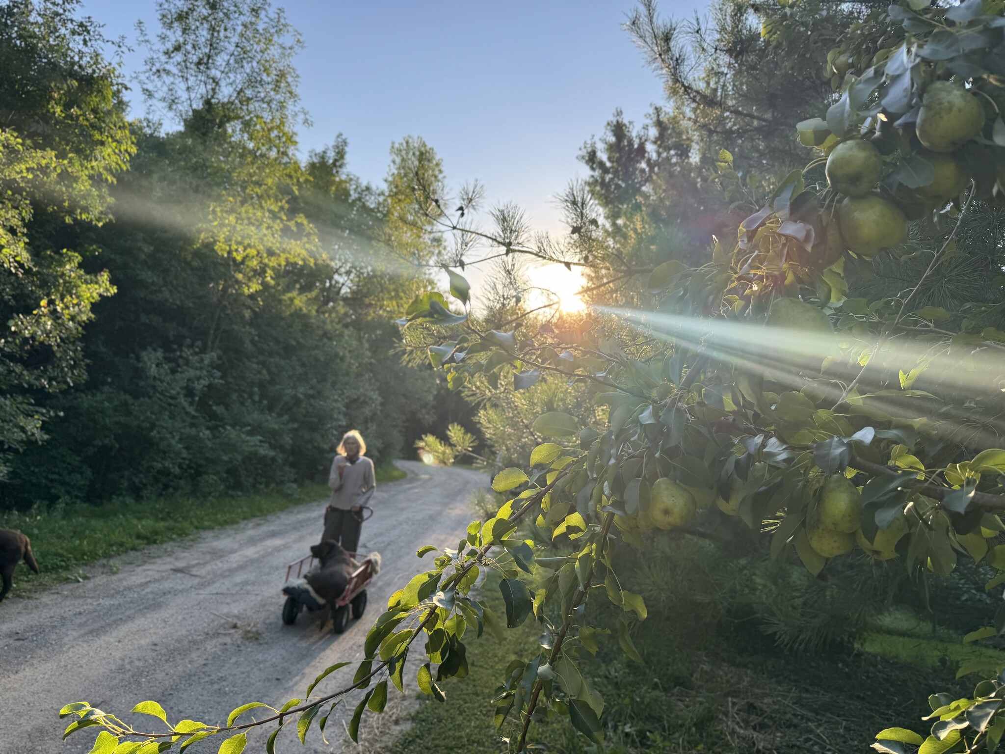 2026 Foundry + Two Pony CSA - Bountiful Farm + Foundry Subscription : May-Oct