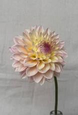 Joan's Collection @ Two Pony Two Pony Dahlia Plant 'CASTLE DRIVE’ Joan's Collection