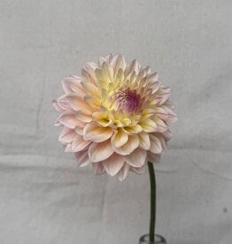 Joan's Collection @ Two Pony Two Pony Dahlia Plant 'CASTLE DRIVE’ Joan's Collection