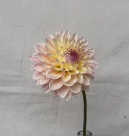 Two Pony Dahlia Plant 'CASTLE DRIVE' Joan's Collection