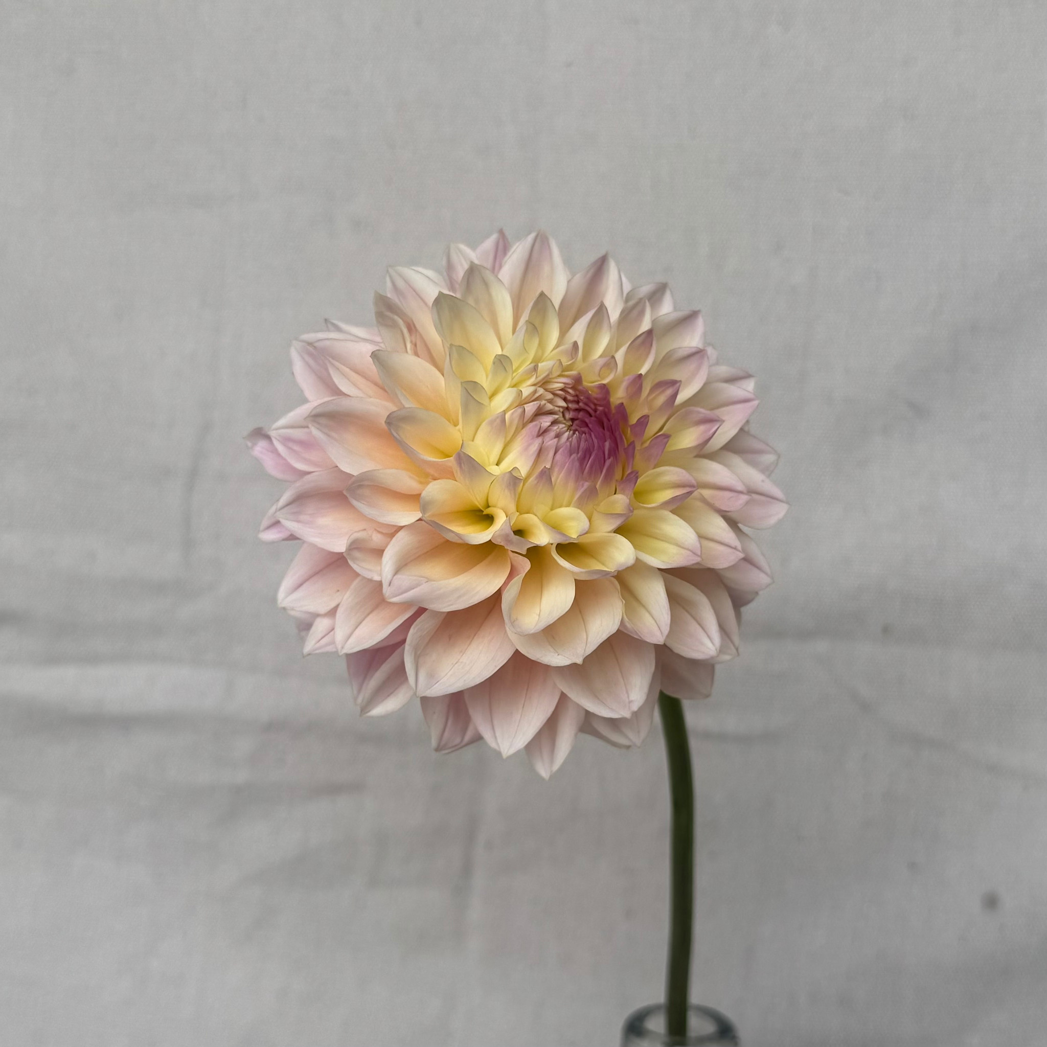 Joan's Collection @ Two Pony Two Pony Dahlia Plant 'CASTLE DRIVE’ Joan's Collection