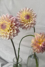 Joan's Collection @ Two Pony Two Pony Dahlia Plant 'CASTLE DRIVE’ Joan's Collection