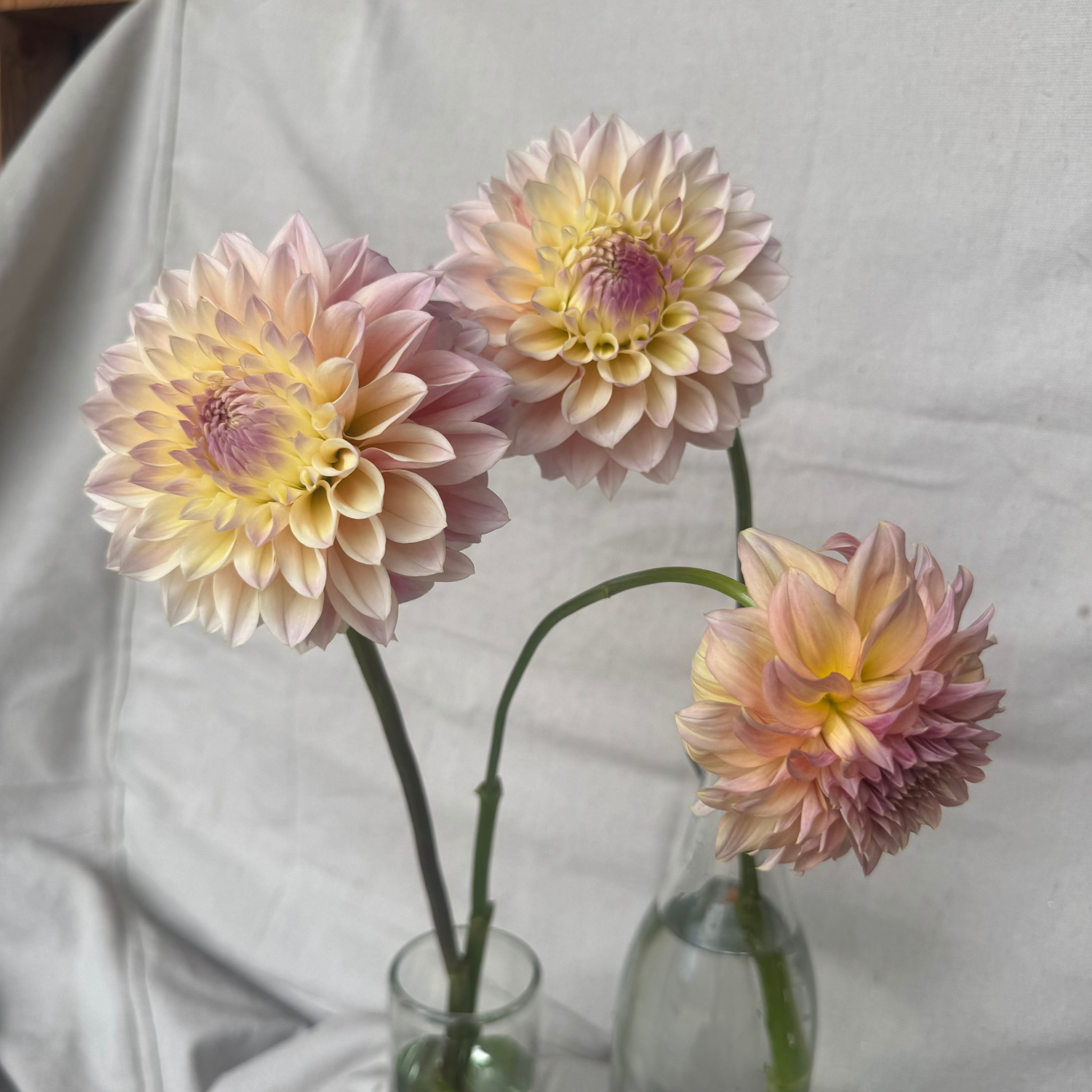 Joan's Collection @ Two Pony Two Pony Dahlia Plant 'CASTLE DRIVE’ Joan's Collection