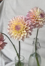 Joan's Collection @ Two Pony Two Pony Dahlia Plant 'CASTLE DRIVE’ Joan's Collection