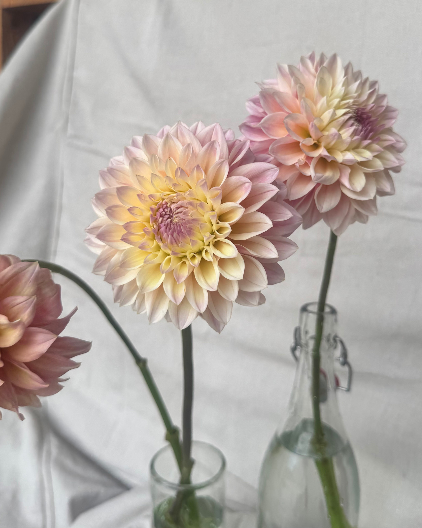 Joan's Collection @ Two Pony Two Pony Dahlia Plant 'CASTLE DRIVE’ Joan's Collection