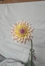 Joan's Collection @ Two Pony Two Pony Dahlia Plant 'CASTLE DRIVE’ Joan's Collection