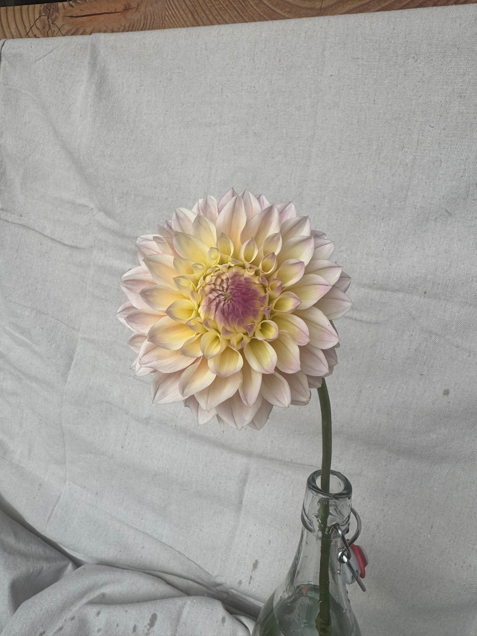 Joan's Collection @ Two Pony Two Pony Dahlia Plant 'CASTLE DRIVE’ Joan's Collection